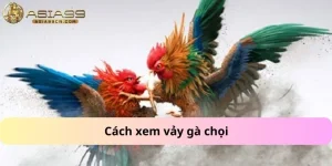 cách xem vảy gà chọi